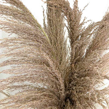 Cargar imagen en el visor de la galería, Pampas Long Hair
