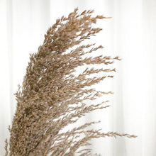 Cargar imagen en el visor de la galería, Pampas Long Hair
