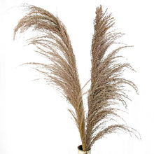 Cargar imagen en el visor de la galería, Pampas Long Hair
