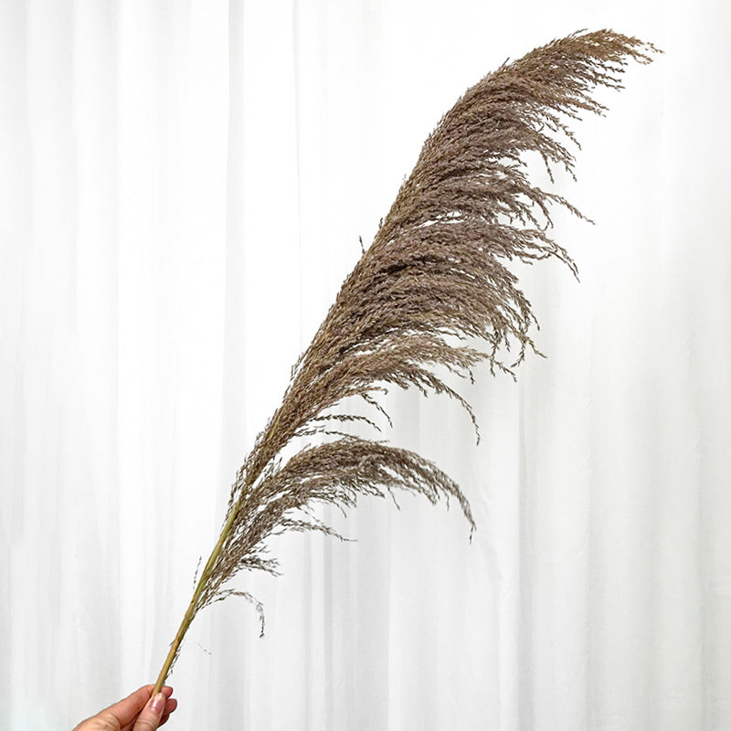 Pampas Long Hair