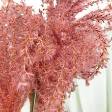 Cargar imagen en el visor de la galería, Pampas Miscanthus Rizadas
