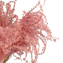 Cargar imagen en el visor de la galería, Pampas Miscanthus Rizadas
