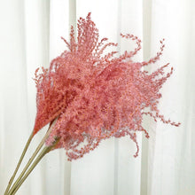 Cargar imagen en el visor de la galería, Pampas Miscanthus Rizadas
