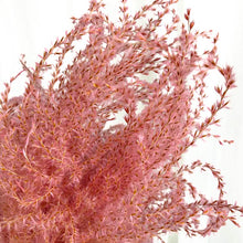 Cargar imagen en el visor de la galería, Pampas Miscanthus Rizadas
