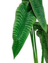 Cargar imagen en el visor de la galería, Plantas Alocasias Grandes Hiperrealistas
