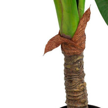 Cargar imagen en el visor de la galería, Plantas Alocasias Grandes Hiperrealistas
