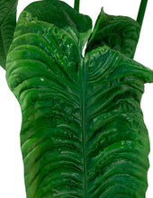 Cargar imagen en el visor de la galería, Plantas Alocasias Grandes Hiperrealistas
