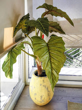 Cargar imagen en el visor de la galería, Web Decoco Producto Alocasia Pequeña
