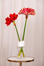 Cargar imagen en el visor de la galería, Amaryllis Artificiales
