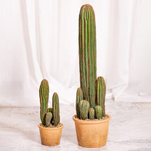 Cargar imagen en el visor de la galería, Web Decoco Producto Cactus Hijuelos
