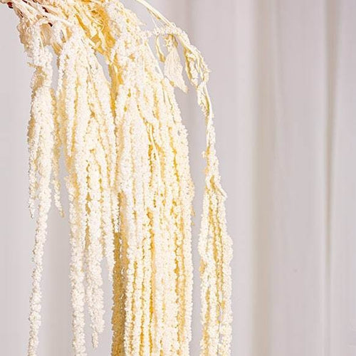 Web Decoco Producto Preservadas Amaranthus Blanco 5