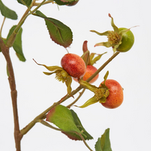 Cargar imagen en el visor de la galería, Web Decoco Producto Rosa Canina 3
