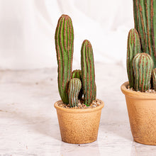Cargar imagen en el visor de la galería, Web Instagram Decoco Producto Cactus Hijuelos 2
