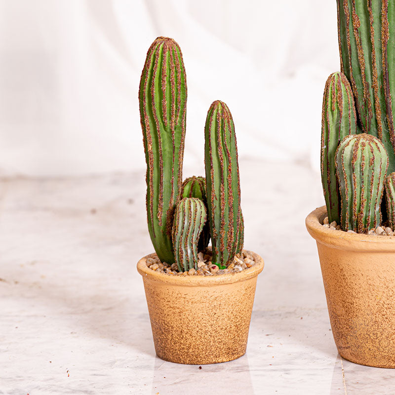 Web Instagram Decoco Producto Cactus Hijuelos 2